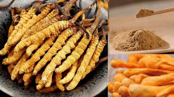 ĐÔNG TRÙNG HẠ THẢO LÀ GÌ? TÁC DỤNG? CÁCH SỬ DỤNG & GIÁ?