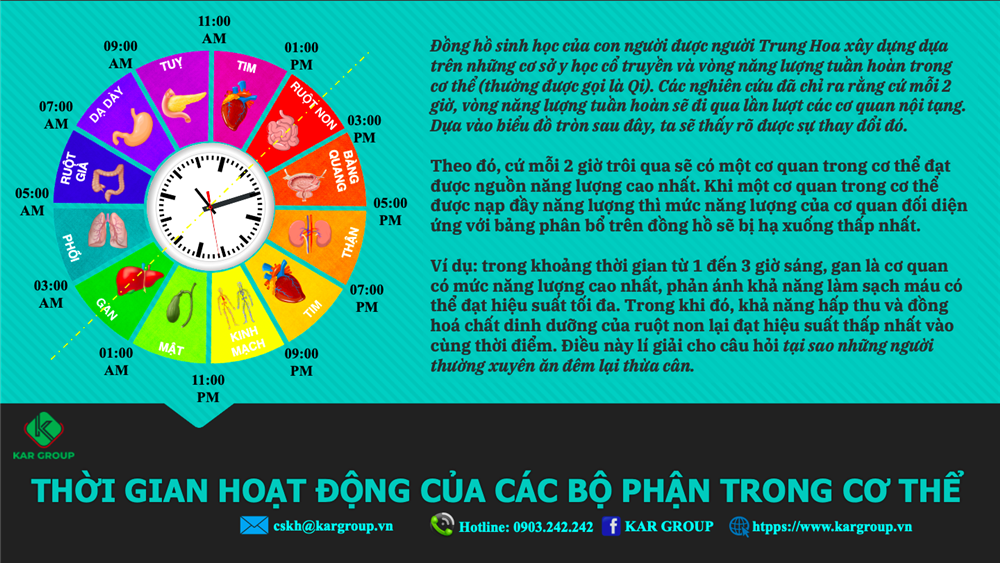 THỜI GIAN HOẠT ĐỘNG CỦA CÁC BỘ PHẬN TRONG CƠ THỂ